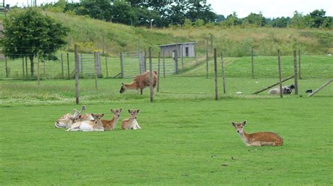 enghave dyre og naturpark|Enghave Dyre